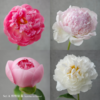 「Peony Season」芍药限定订阅 商品缩略图1