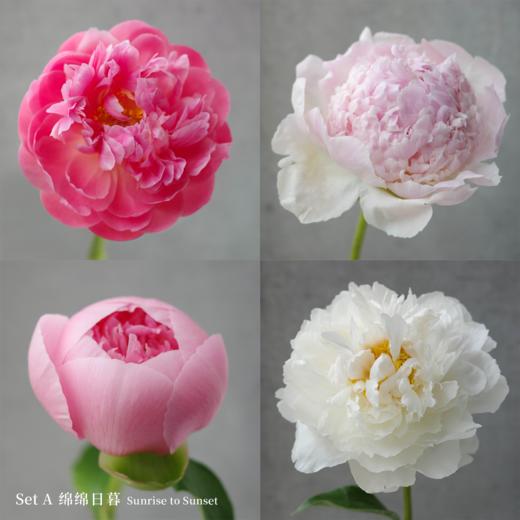 「Peony Season」芍药限定订阅 商品图1
