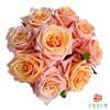 外购单头玫瑰-微光 10枝一扎 商品缩略图1
