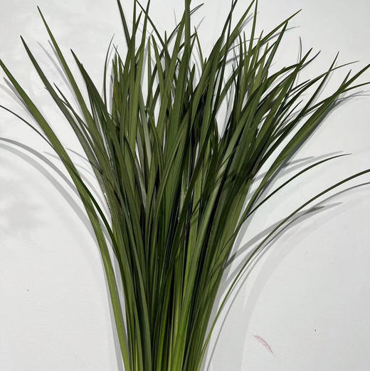 东亚南叶 商品图0