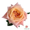 外购单头玫瑰-微光 10枝一扎 商品缩略图0