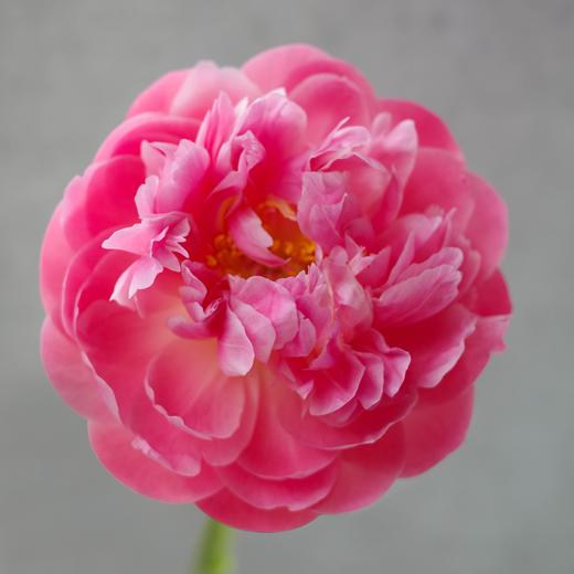 「Peony Season」芍药季 商品图3