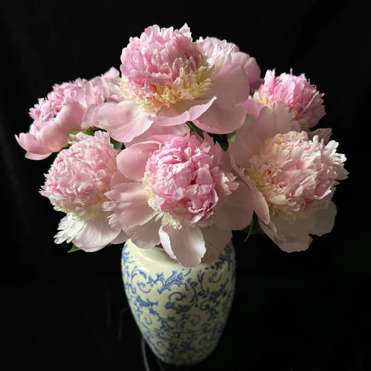 芍药丨天使的脸颊【买一送一】 商品图1