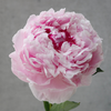 「Peony Season」芍药季 商品缩略图2
