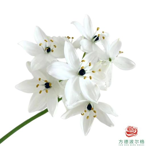 猫眼雀梅 10枝一扎 商品图0