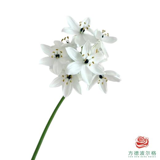 猫眼雀梅 10枝一扎 商品图2