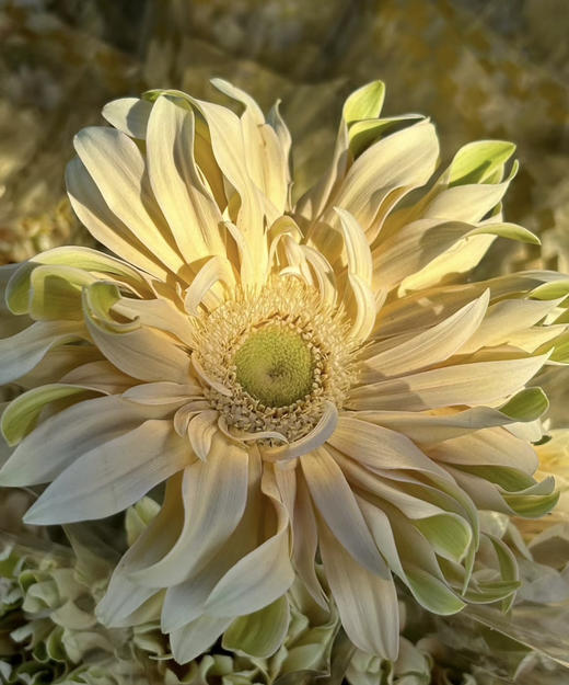 【空气卷边】弗朗/非洲菊- 香格里拉 约10枝/扎 商品图4