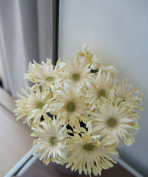 【空气卷边】弗朗/非洲菊- 香格里拉 约10枝/扎 商品图3