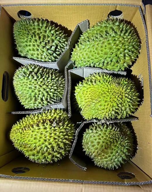 【金凤树熟金枕榴莲】树上熟  皮薄  果肉饱满绵密  榴莲味浓郁  果型好  回味无穷！ 商品图7