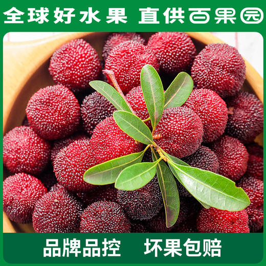 百果园 硬丝杨梅 3-3.5斤彩箱装 商品图1