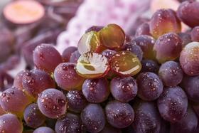 【茉莉香无核葡萄】一种精致的葡萄，身上也散发着芳香，揪下一颗扔到嘴里，牙齿略微一施力，就像咬开了一颗🍇葡萄味的“爆珠”。