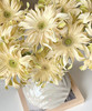 【空气卷边】弗朗/非洲菊- 香格里拉 约10枝/扎 商品缩略图2