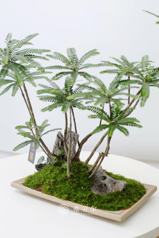 浅盘苔藓海岛叶下珠 商品图3