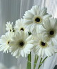 【迷你版】弗朗/非洲菊-伊犁 白色 约10枝/扎 商品缩略图1