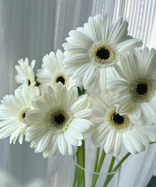 【迷你版】弗朗/非洲菊-伊犁 白色 约10枝/扎 商品图1