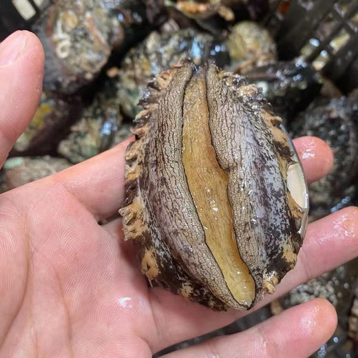 &今日推荐🌟高好评的东山鲍鱼，煲汤 红烧 清蒸真的是人间美味~活冻 商品图1