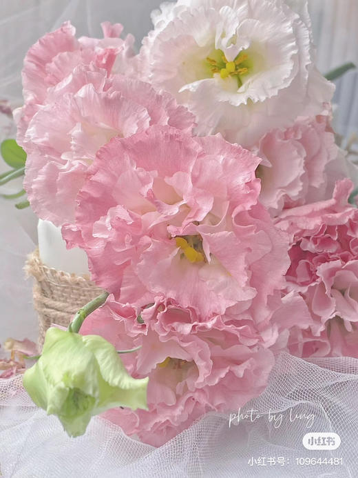 国产花材-【洋桔梗】阳光粉 商品图1