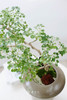 芹叶福禄桐 商品缩略图2