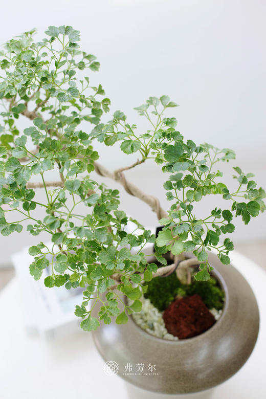 芹叶福禄桐 商品图2