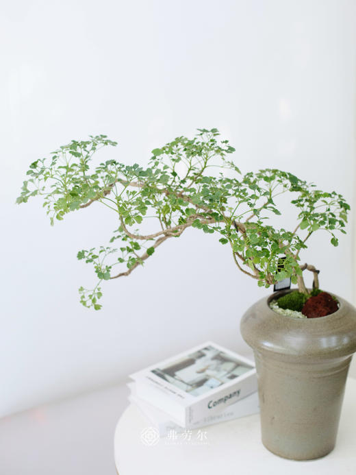 芹叶福禄桐 商品图3