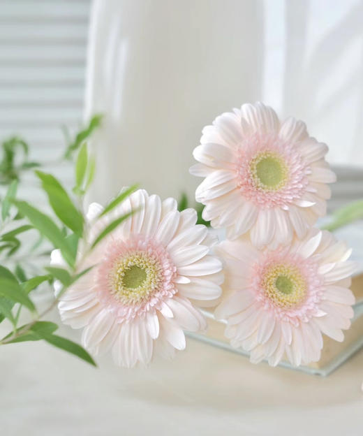 【迷你版】弗朗/非洲菊-华沙 约10枝/扎 商品图5