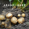 【2024夏季新品】生态小土豆5斤装  自然农法种植 自然粉糯 现挖现发 商品缩略图3