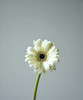 【迷你版】弗朗/非洲菊-伊犁 白色 约10枝/扎 商品缩略图4