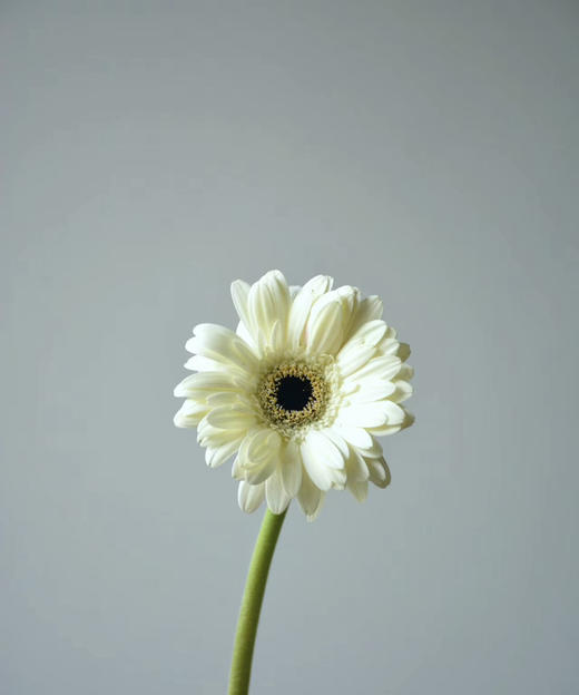 【迷你版】弗朗/非洲菊-伊犁 白色 约10枝/扎 商品图4