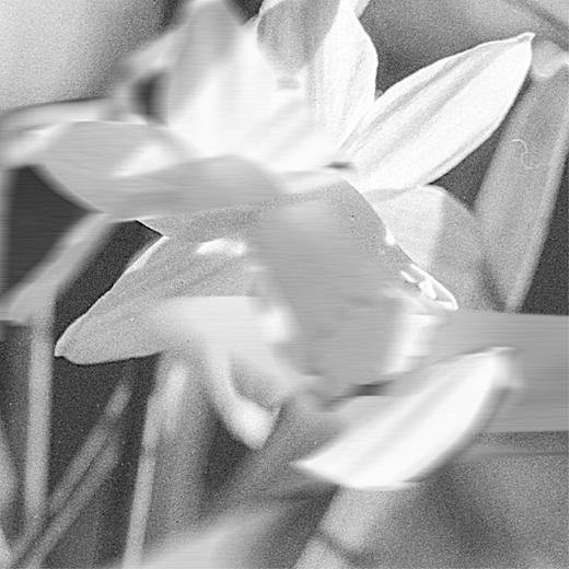 水仙之泣 商品图1