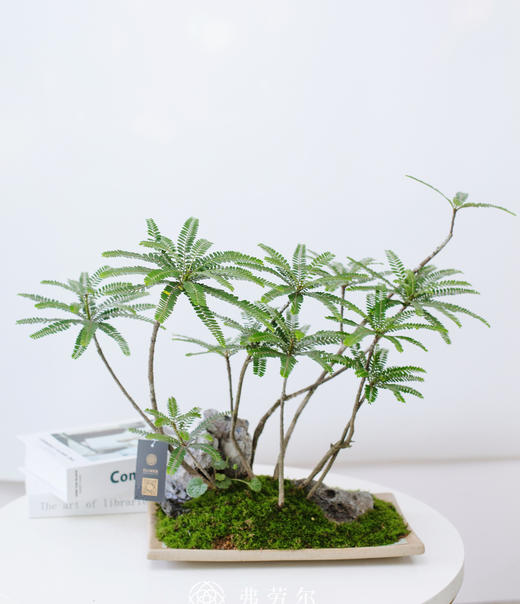 浅盘苔藓海岛叶下珠 商品图1