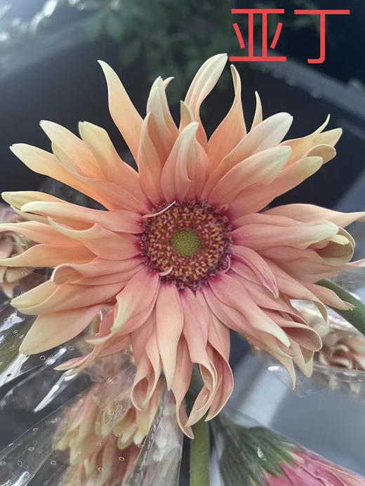 【空气卷边】弗朗/非洲菊- 亚丁  约10枝/扎 商品图10