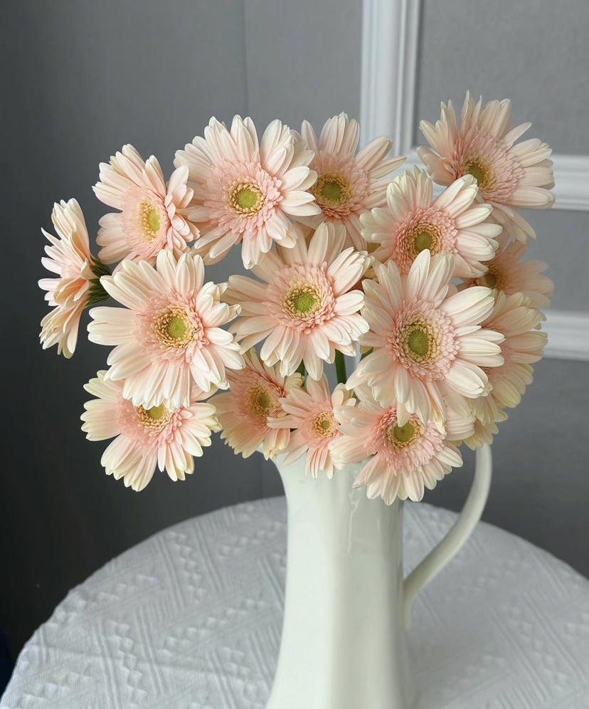 【迷你版】弗朗/非洲菊-圣托里尼  约10枝/扎