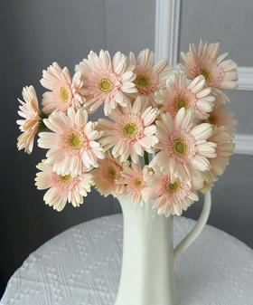 【迷你版】弗朗/非洲菊-圣托里尼  约10枝/扎