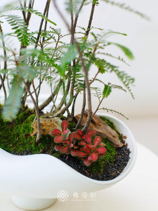 白盆叶下珠 商品图3