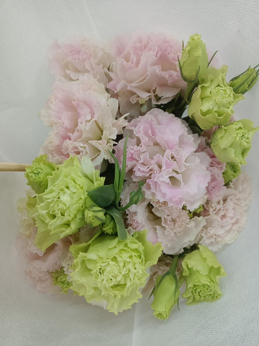 国产花材-【洋桔梗】阳光粉 商品图2