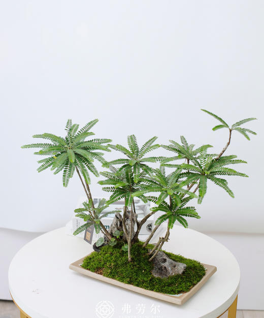 浅盘苔藓海岛叶下珠 商品图0