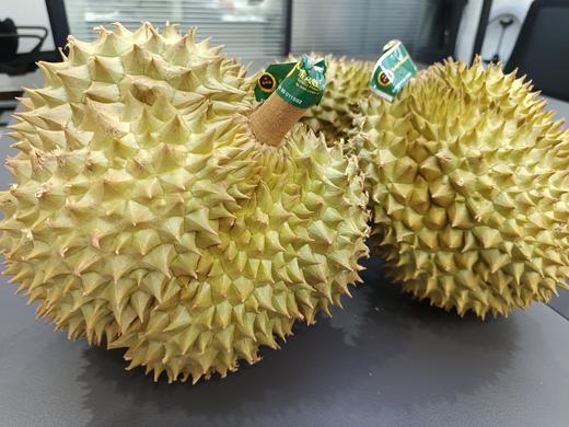 【金凤树熟金枕榴莲】树上熟  皮薄  果肉饱满绵密  榴莲味浓郁  果型好  回味无穷！ 商品图6