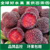 百果园 硬丝杨梅 3-3.5斤彩箱装 商品缩略图2
