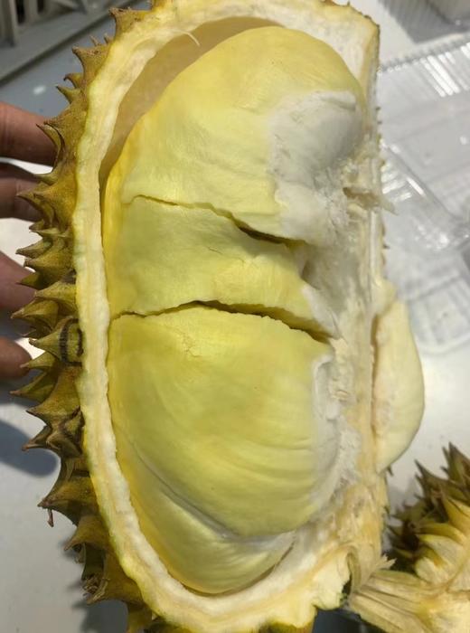 【金凤树熟金枕榴莲】树上熟  皮薄  果肉饱满绵密  榴莲味浓郁  果型好  回味无穷！ 商品图2