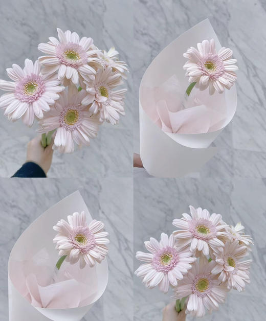 【迷你版】弗朗/非洲菊-华沙 约10枝/扎 商品图1