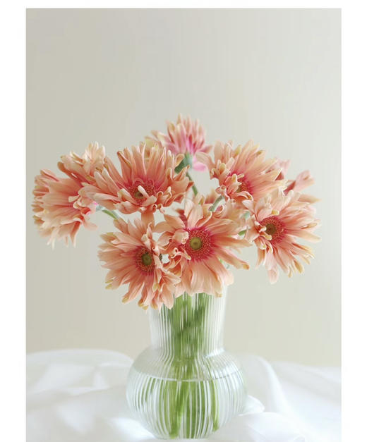 【空气卷边】弗朗/非洲菊- 亚丁  约10枝/扎 商品图8