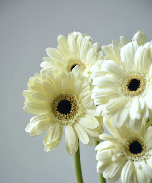 【迷你版】弗朗/非洲菊-伊犁 白色 约10枝/扎 商品图2