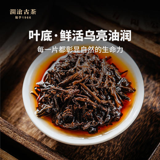 澜沧古茶2023年传奇澜沧名山古树熟茶鉴赏装68g 商品图3
