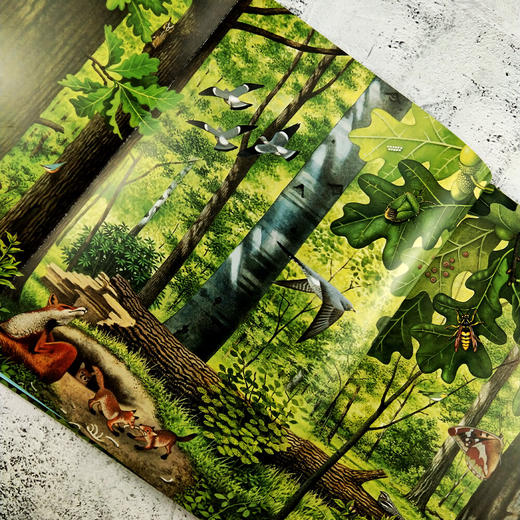 美丽散步系列（共2册）水边的大自然+林间的大自然，德国著名自然科普作家托马斯·穆勒经典作品 商品图3