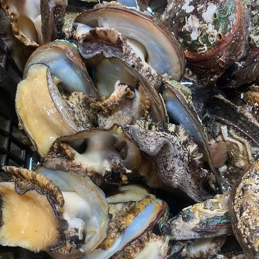 &今日推荐🌟高好评的东山鲍鱼，煲汤 红烧 清蒸真的是人间美味~活冻 商品图4