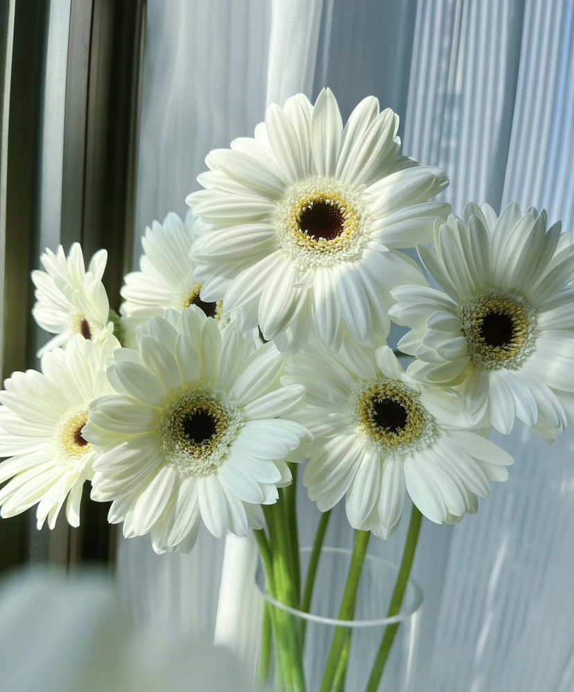 【迷你版】弗朗/非洲菊-伊犁 白色 约10枝/扎