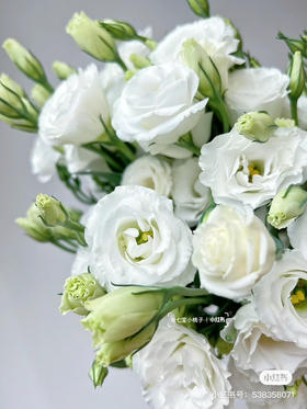国产花材-【洋桔梗】白色