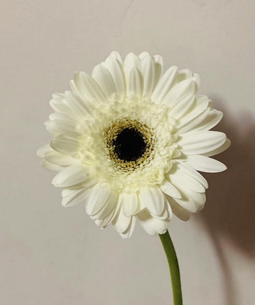 【迷你版】弗朗/非洲菊-伊犁 白色 约10枝/扎 商品图3