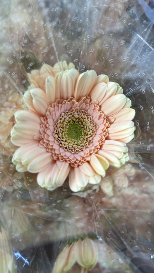 【迷你版】弗朗/非洲菊-圣托里尼  约10枝/扎 商品图5