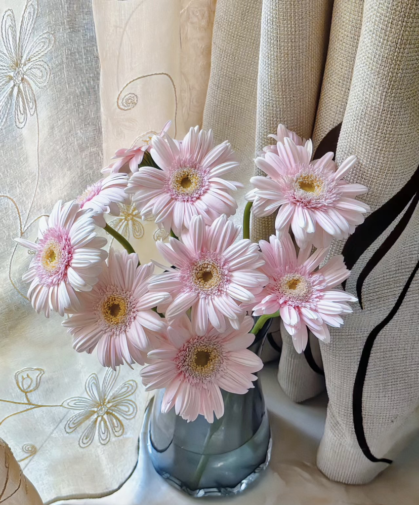 【迷你版】弗朗/非洲菊-华沙 约10枝/扎